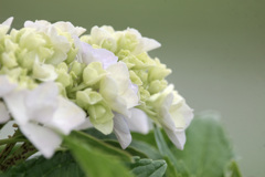 紫陽花