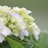 紫陽花