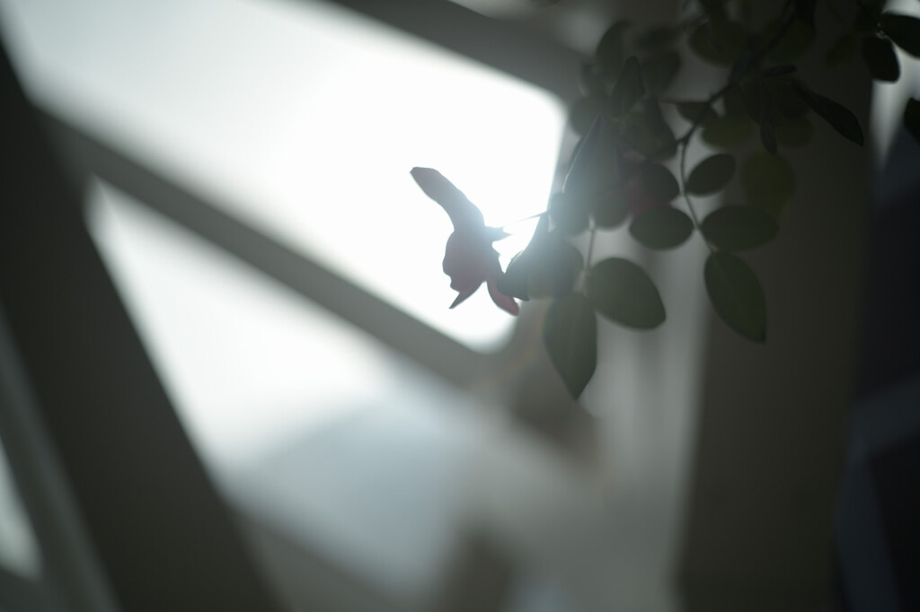 秋薔薇