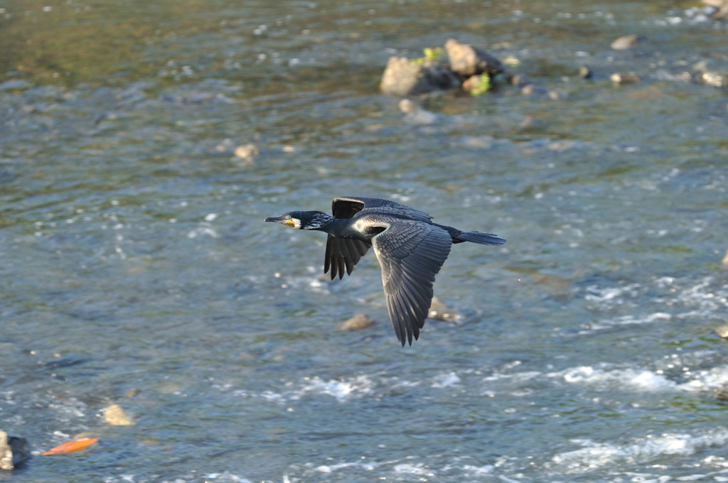 Phalacrocorax carbo