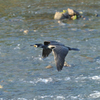 Phalacrocorax carbo