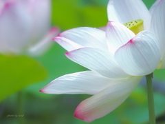 Nelumbo nucifera