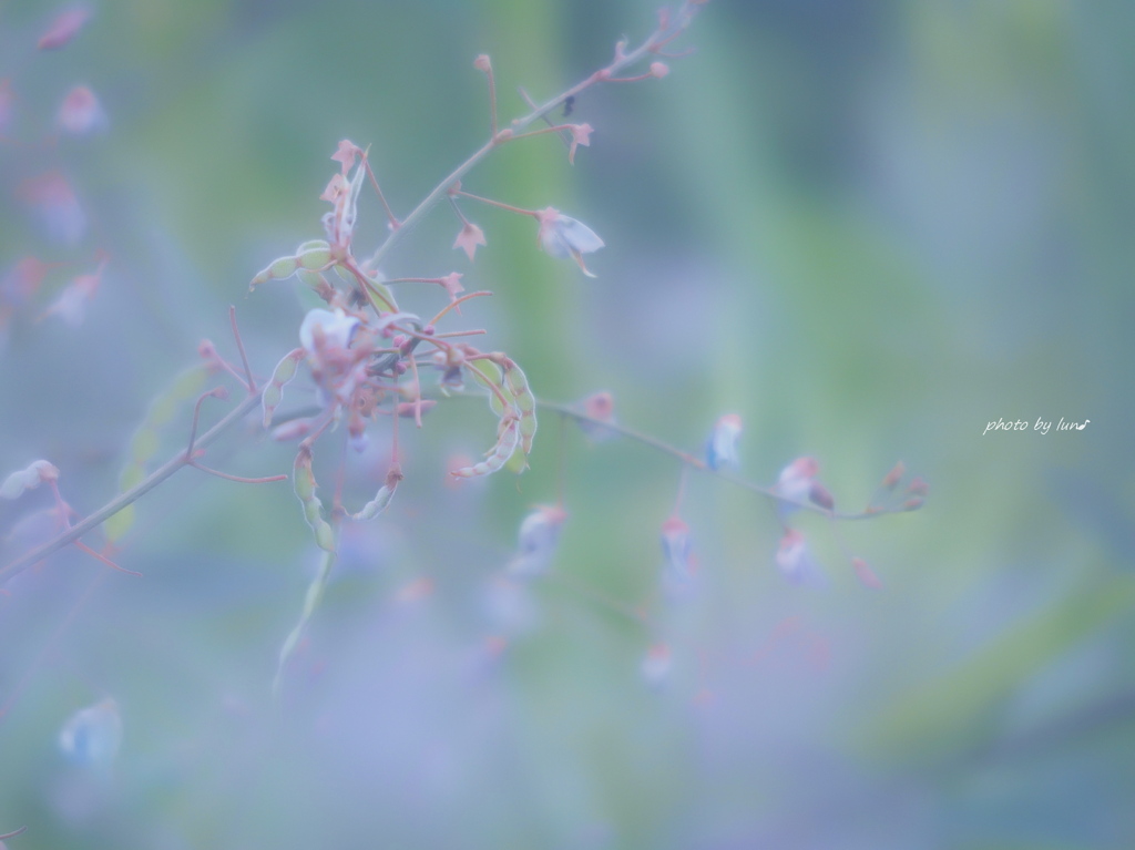 Desmodium paniculatum 