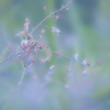 Desmodium paniculatum 