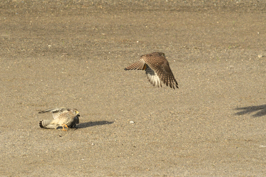 Falco tinnunculus
