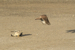 Falco tinnunculus