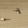 Falco tinnunculus