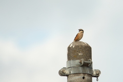 高鳴き
