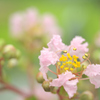 Lagerstroemia indica