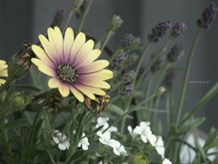 Osteospermum