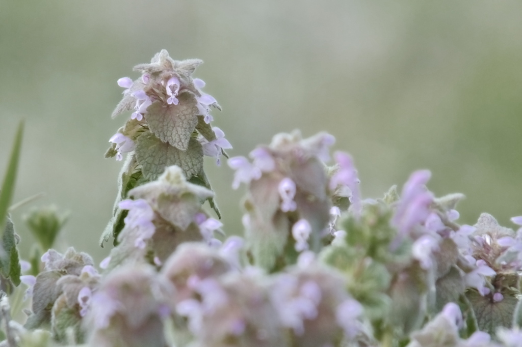 Lamium purpureum