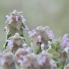 Lamium purpureum
