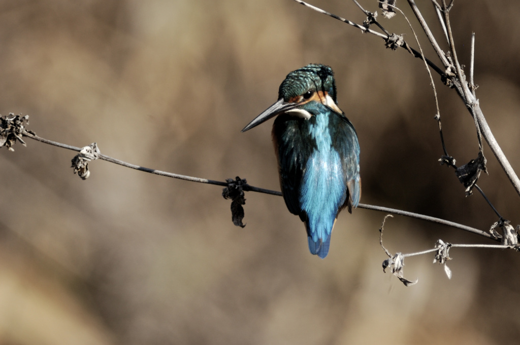 Alcedo atthis