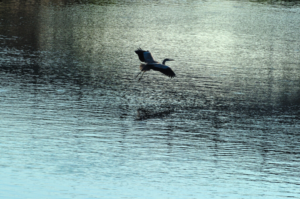 Ardea cinerea