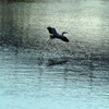 Ardea cinerea