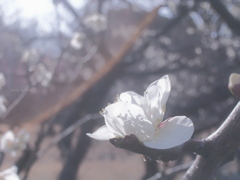 蕊