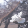 蕊