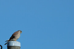 Falco tinnunculus