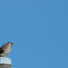 Falco tinnunculus