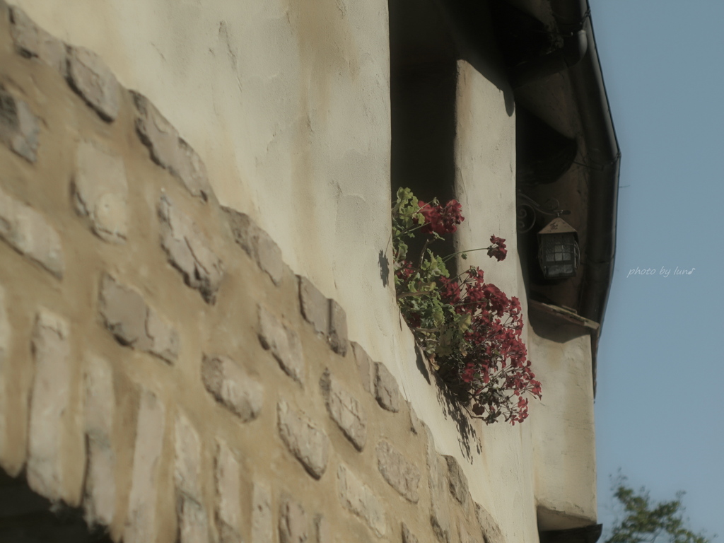 ベランダには花を