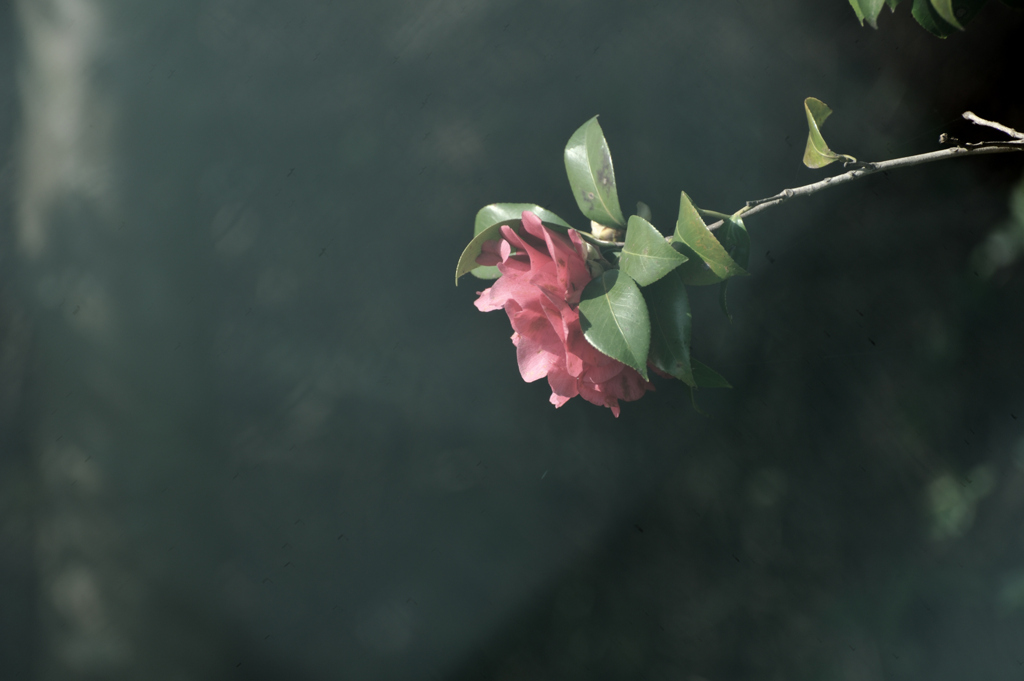Camellia japonica