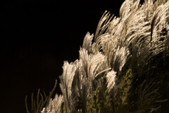 Miscanthus sinensis