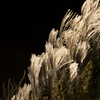 Miscanthus sinensis