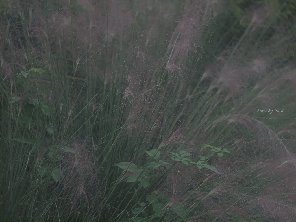 Muhlenbergia capillaris