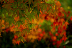 色づく秋のはじまり