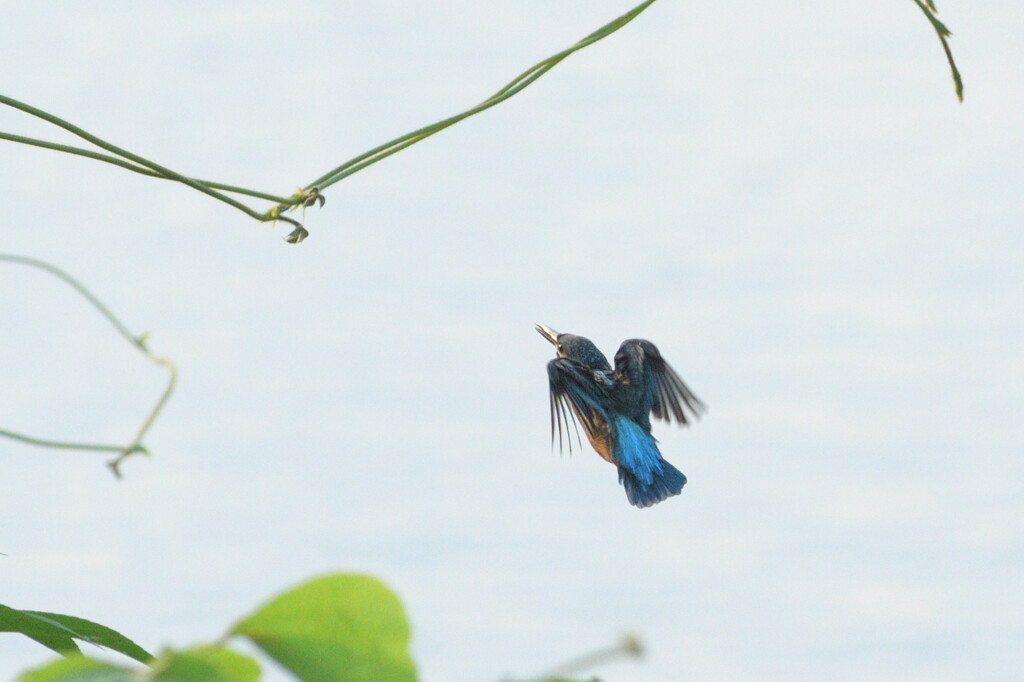 Alcedo atthis