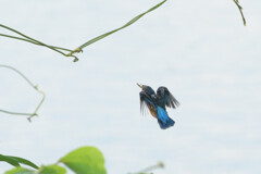Alcedo atthis