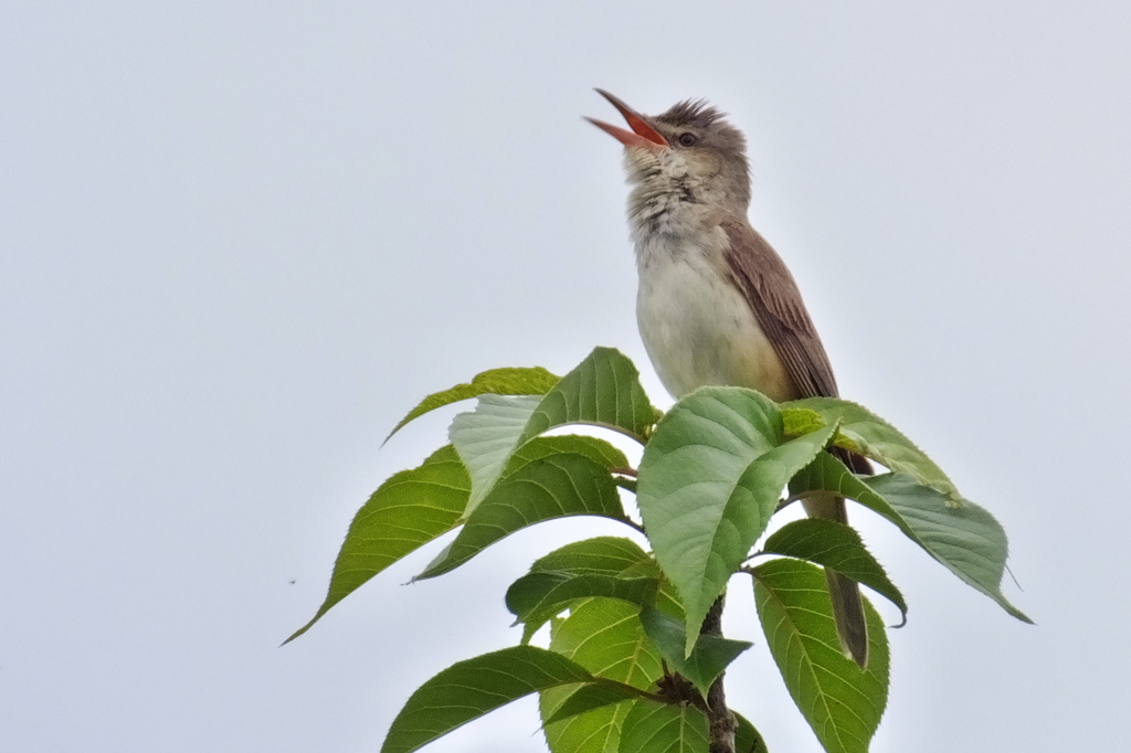 Acrocephalus orientalis