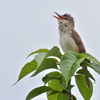 Acrocephalus orientalis