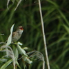 Acrocephalus orientalis