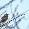 Turdus eunomus