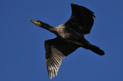 Phalacrocorax carbo