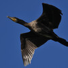 Phalacrocorax carbo