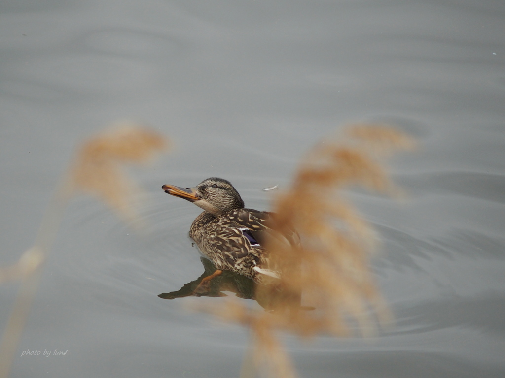 Anas platyrhynchos