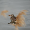 Anas platyrhynchos