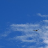Pandion haliaetus