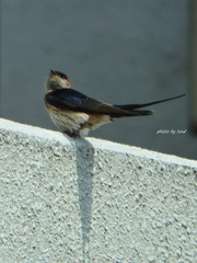 Hirundo daurica japonica