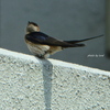 Hirundo daurica japonica