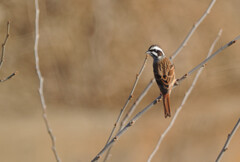 Emberiza cioides