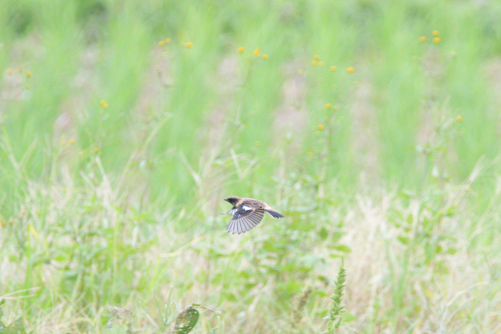 Saxicola torquata