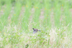 Saxicola torquata