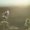 Lamium amplexicaule