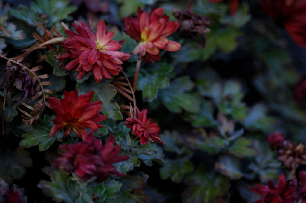 Chrysanthemum morifolium