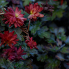 Chrysanthemum morifolium