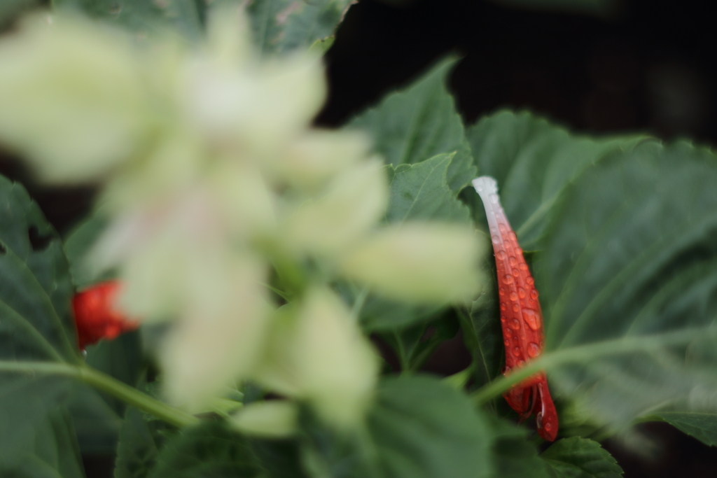 Salvia
