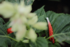 Salvia